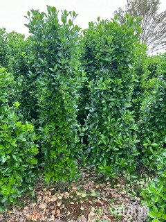 高度150厘米大叶黄杨柱