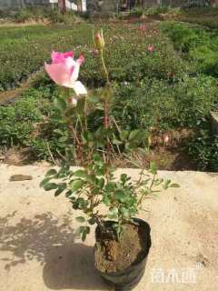 高度40厘米月季