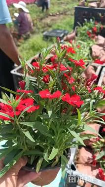 高度25厘米芍药