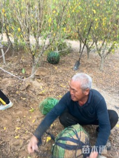 高度300厘米木槿