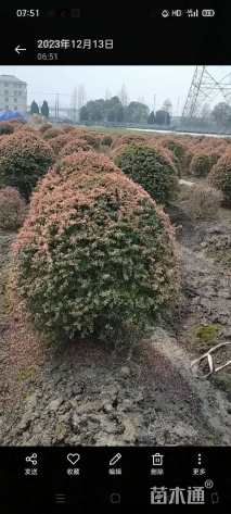 高度110厘米小丑火棘球