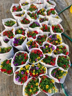 高度15厘米矮牵牛