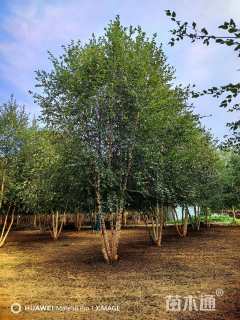 高度750厘米丛生河桦