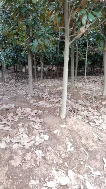 5公分广玉兰