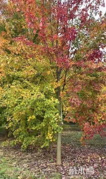 10公分美国红枫