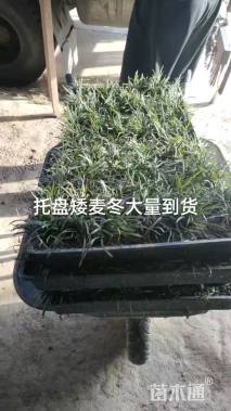 高度10厘米花叶美人蕉