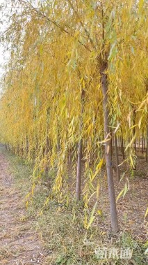 高度650厘米黄皮柳