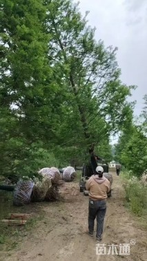 18公分杉树