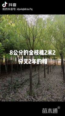 8公分黄金槐