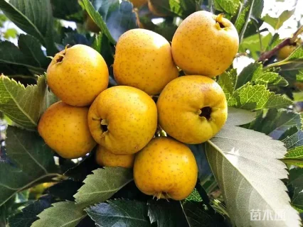 高度70厘米山楂小苗