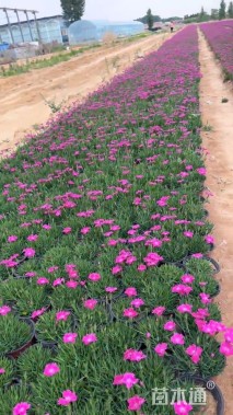 高度20厘米欧石竹