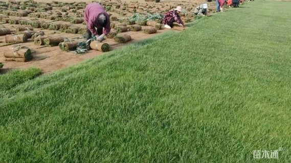 草卷状百慕大草