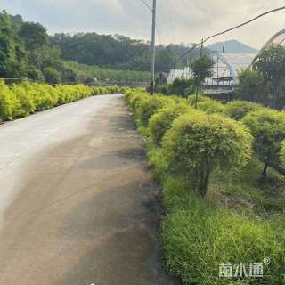 5公分垂柳