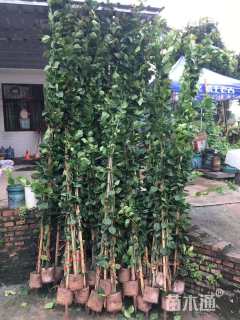 高度200厘米三角梅藤条