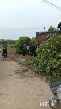 高度150厘米中华石楠