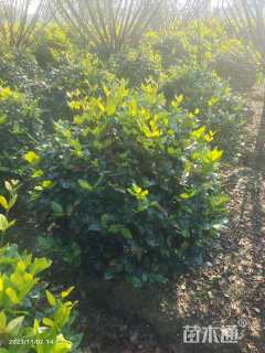 冠幅120厘米金森女贞球