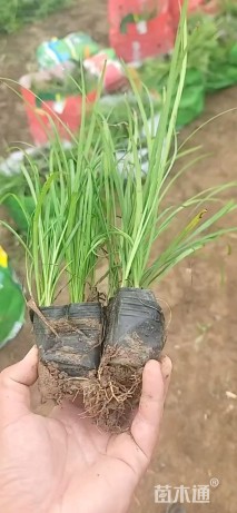 高度30厘米麦冬