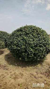 冠幅180厘米无刺枸骨球