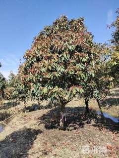 高度200厘米中华石楠