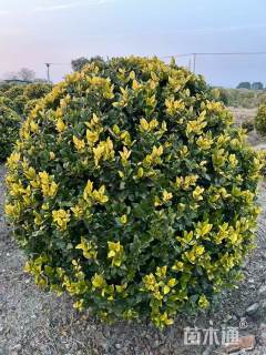 冠幅100厘米金森女贞球