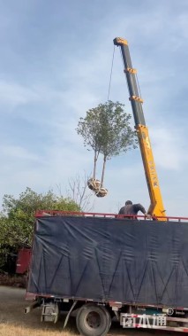 5公分桂花