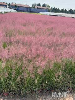高度50厘米粉黛乱子草