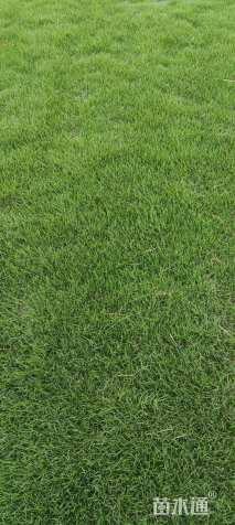 草卷状马尼拉草