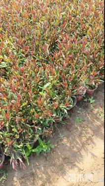 高度15厘米千鸟花