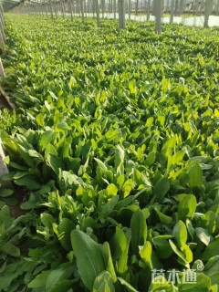 高度10厘米黑心菊