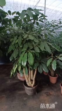 高度140厘米昆士兰伞木