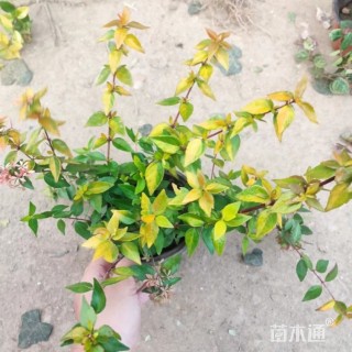 高度35厘米大花六道木