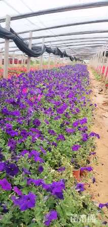 高度15厘米美女樱