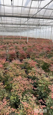 高度20厘米南天竹