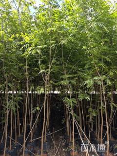 3公分黄连木
