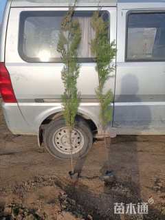 高度150厘米蜀桧