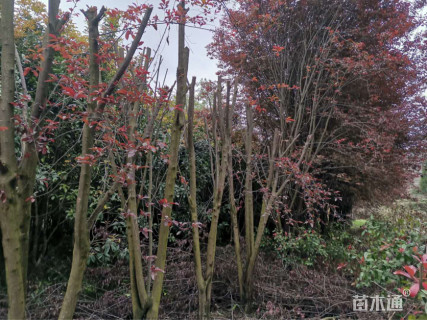 18公分紫叶李