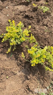 高度20厘米金叶过路黄