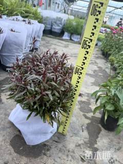 高度40厘米千鸟花