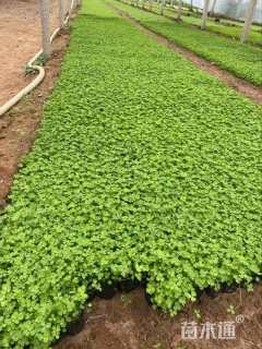 高度15厘米白花三叶草