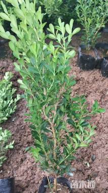 高度30厘米瓜子黄杨