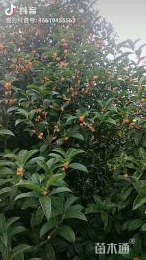 10公分桂花
