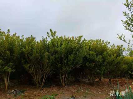 高度60厘米金边黄杨