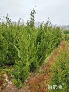 高度150厘米龙柏
