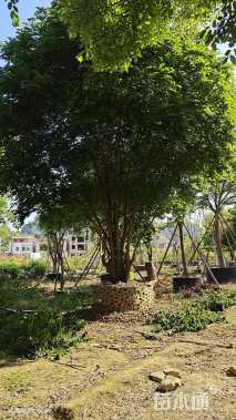 15公分朴树