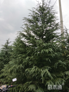 高度600厘米雪松