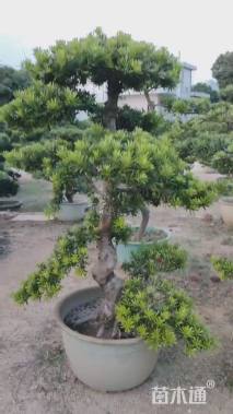 移栽苗金钻罗汉松