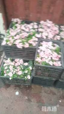 高度25厘米长春花