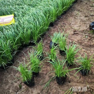 高度18厘米青绿苔草