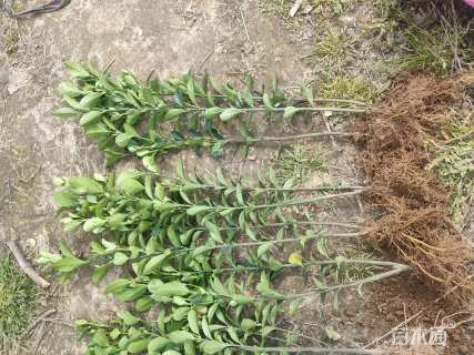 高度45厘米黄杨