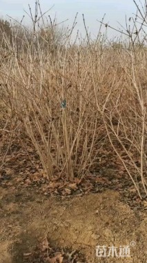 高度180厘米天目琼花